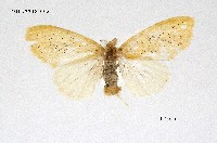 藏品(碎黃毒蛾)的圖片